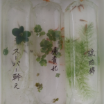 香川県東かがわ市のふるさと納税で届いたメダカはこんな感じ