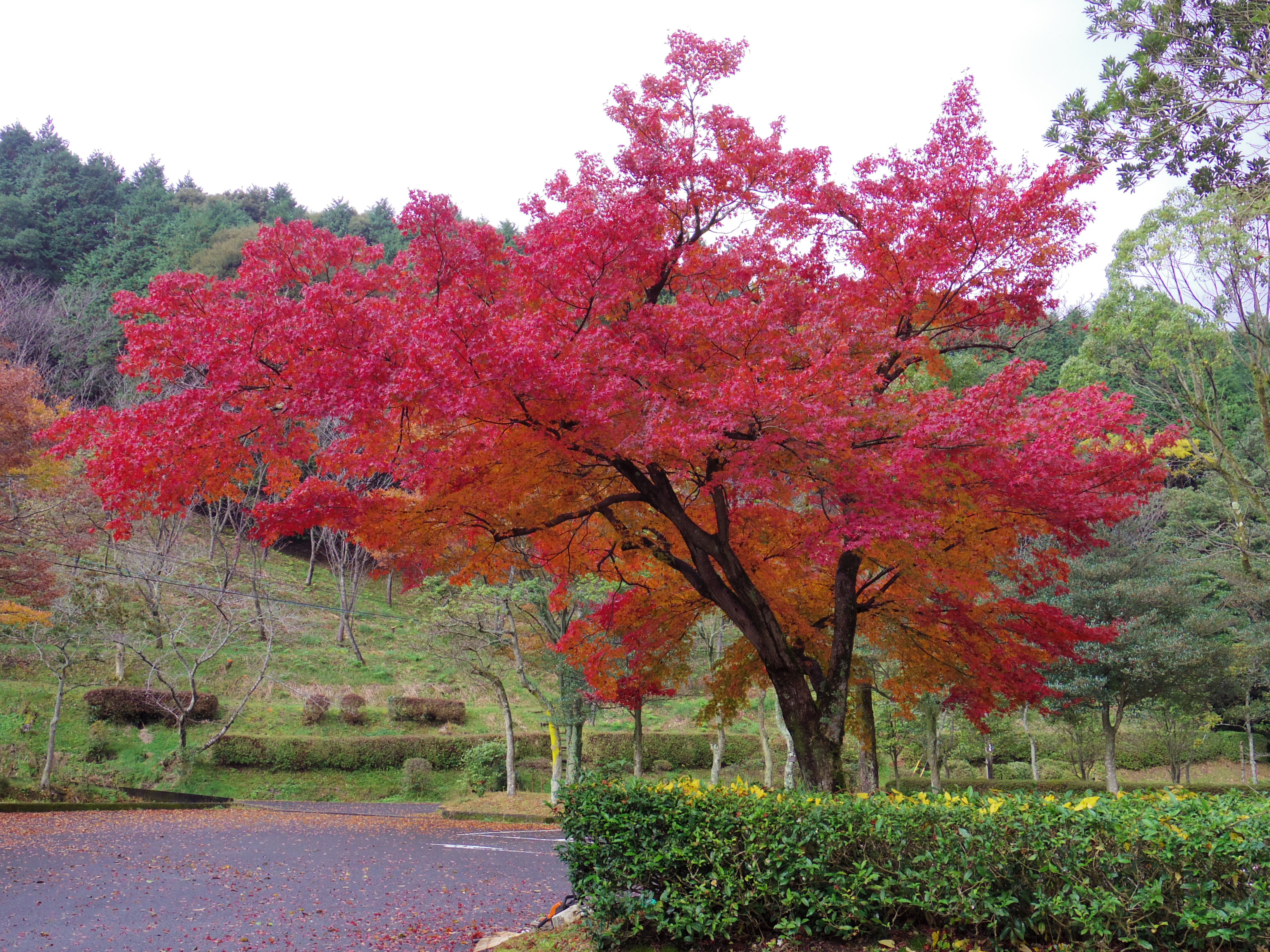 【糟屋郡】四王寺県民の森（福岡県民の森センター）の紅葉を見に行ってきた