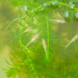 メダカと水草
