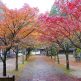 呑山観音寺