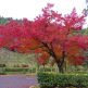 四王寺県民の森